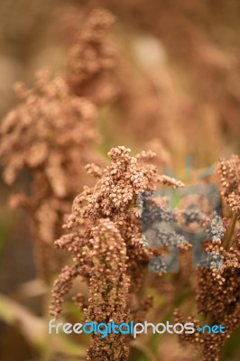 Field Of Australian Sorghum Stock Photo