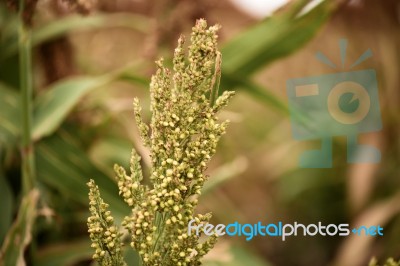 Field Of Australian Sorghum Stock Photo