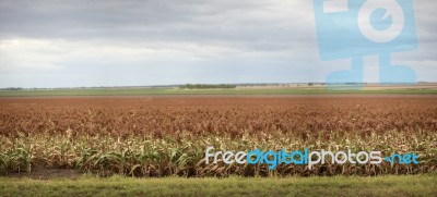 Field Of Australian Sorghum Stock Photo