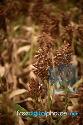 Field Of Australian Sorghum Stock Photo