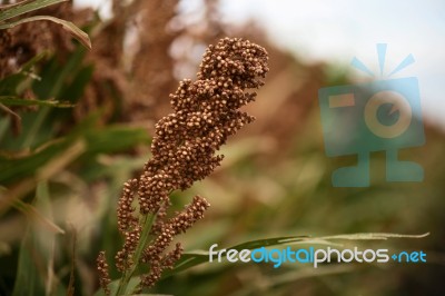 Field Of Australian Sorghum Stock Photo