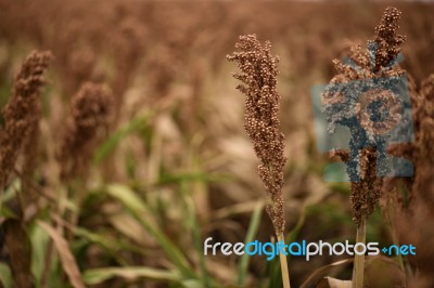 Field Of Australian Sorghum Stock Photo