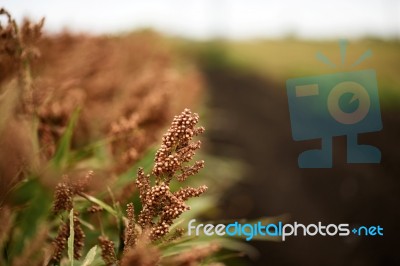 Field Of Australian Sorghum Stock Photo