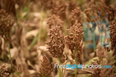 Field Of Australian Sorghum Stock Photo