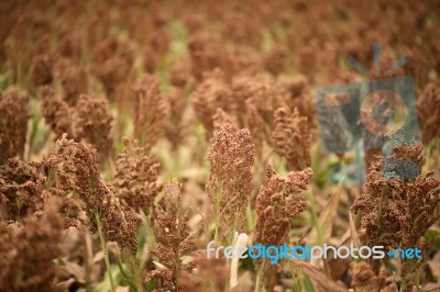 Field Of Australian Sorghum Stock Photo