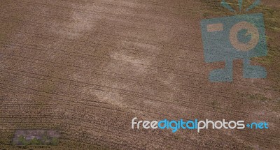 Field Of Australian Sorghum Stock Photo