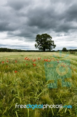 Field Of Barley - Red Poppies - Poppys Stock Photo