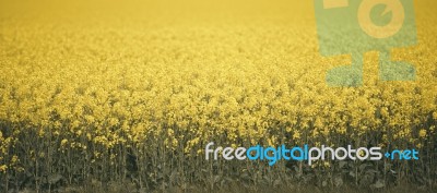 Field Of Canola Plants Stock Photo