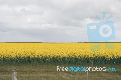 Field Of Canola Plants Stock Photo