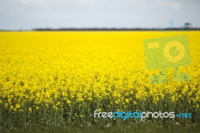 Field Of Canola Plants Stock Photo