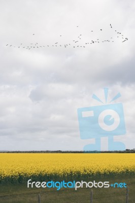 Field Of Canola Plants Stock Photo