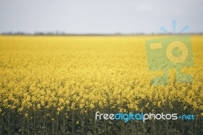 Field Of Canola Plants Stock Photo