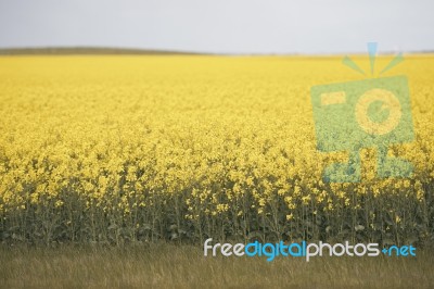 Field Of Canola Plants Stock Photo