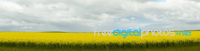 Field Of Canola Plants Stock Photo