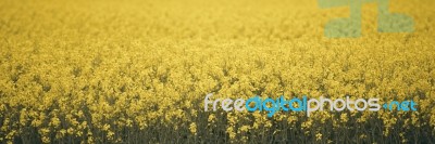 Field Of Canola Plants Stock Photo