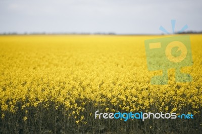 Field Of Canola Plants Stock Photo