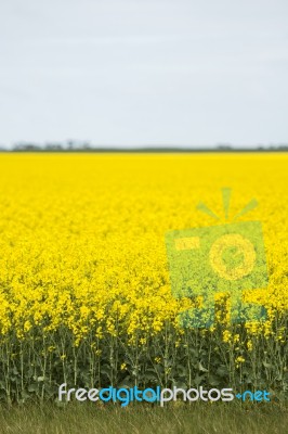 Field Of Canola Plants Stock Photo