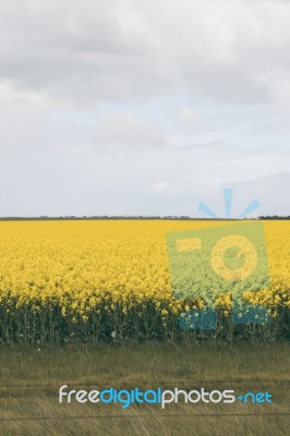 Field Of Canola Plants Stock Photo