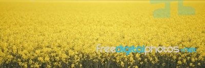 Field Of Canola Plants Stock Photo