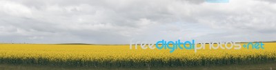 Field Of Canola Plants Stock Photo