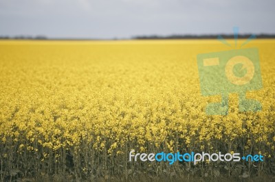 Field Of Canola Plants Stock Photo