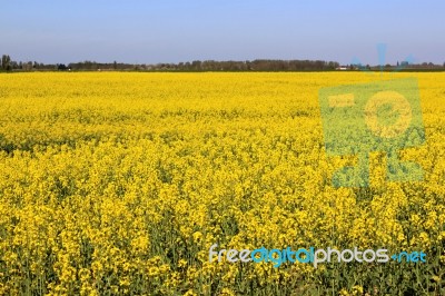 Field Of Colza Stock Photo