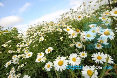 Field Of Daisy Flowers Stock Photo