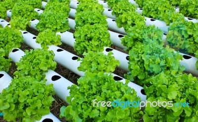 Field Of Fresh And Tasty Salad/lettuce Plantation Stock Photo