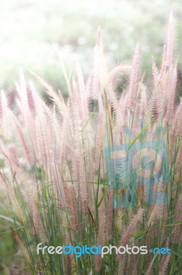 Field Of Grass During Sunset Stock Photo