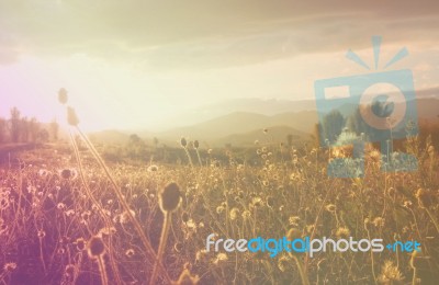 Field Of Grass Flower At Sunset Stock Photo