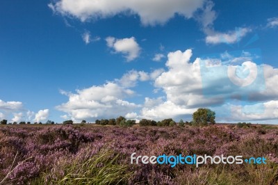 Field Of Heather Near Scarborough Stock Photo