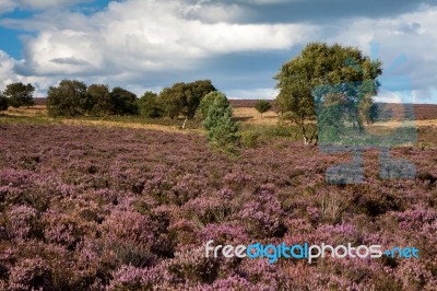 Field Of Heather Near Scarborough North Yorkshire Stock Photo