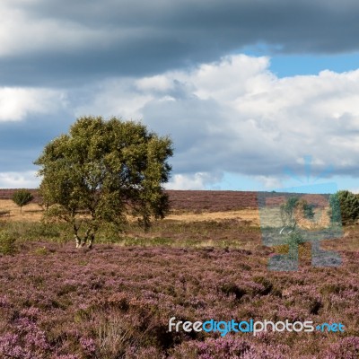 Field Of Heather Near Scarborough North Yorkshire Stock Photo