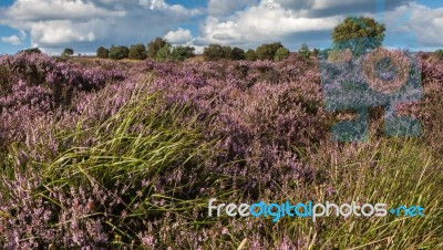 Field Of Heather Near Scarborough North Yorkshire Stock Photo