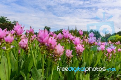 Field Of Pink Siam Tulip Flower Or Curcuma Alismatifolia With Sky And Clouds Stock Photo