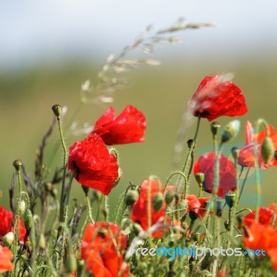 Field Of Poppies In Sussex Stock Photo