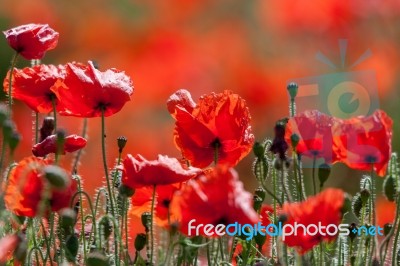 Field Of Poppies In Sussex Stock Photo