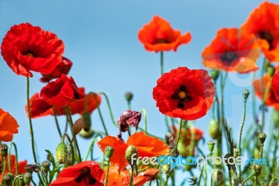 Field Of Poppies In Sussex Stock Photo