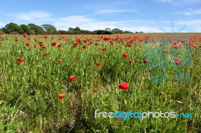 Field Of Poppies In Sussex Stock Photo