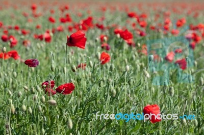 Field Of Poppies In Sussex Stock Photo