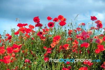 Field Of Poppies In Sussex Stock Photo