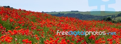 Field Of Poppies In Sussex Stock Photo