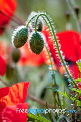 Field Of Poppies In Sussex Stock Photo