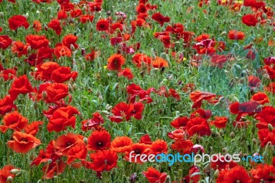 Field Of Poppies In Sussex Stock Photo