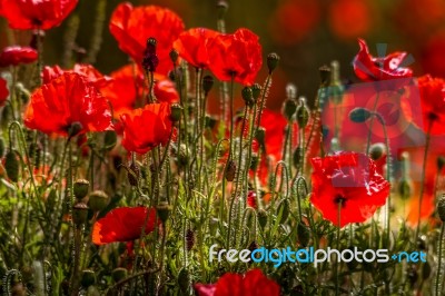 Field Of Poppies In Sussex Stock Photo