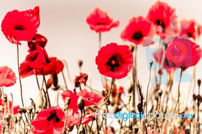 Field Of Poppies In Sussex Stock Photo