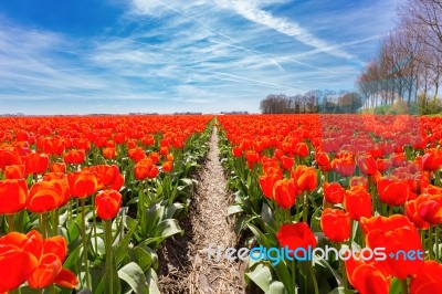 Field Of Red Tulips Flowers With Blue Sky In Holland Stock Photo