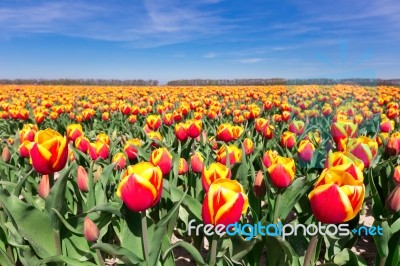 Field Of Red Yellow Tulips With Blue Sky In Holland Stock Photo