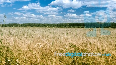 Field Of Rye Stock Photo