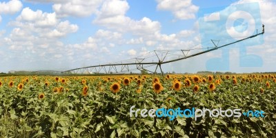 Field Of Sunflowers Stock Photo